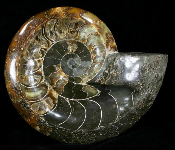 Wide Polished Ammonite Fossil Dish #29157